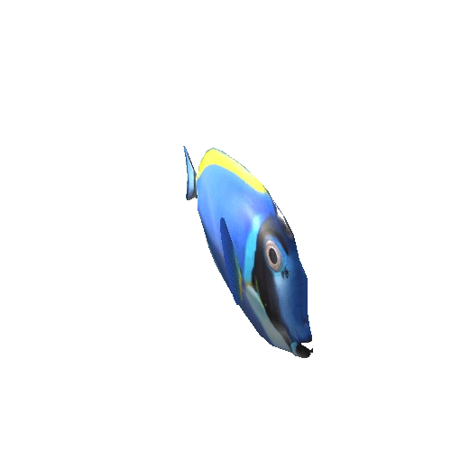 blue tang